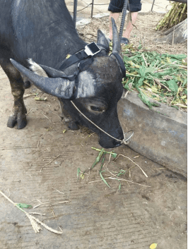 The benefits of raising cattle using Ruifeng Huizhi solar GPS positioning system